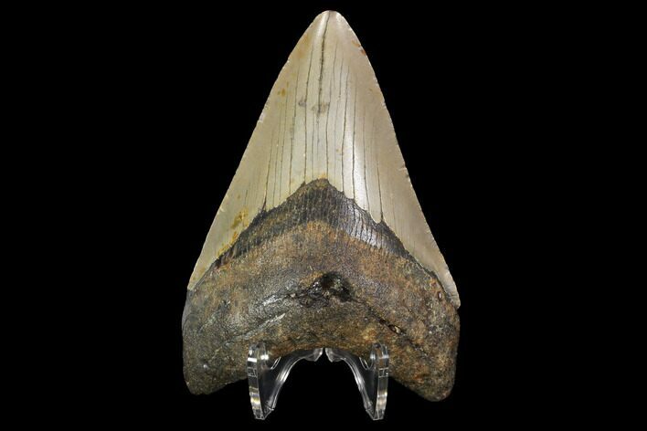 Fossil Megalodon Tooth - North Carolina #98981